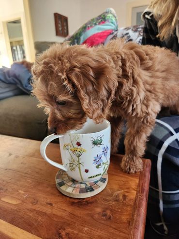 Friendly Goldendoodle Puppy