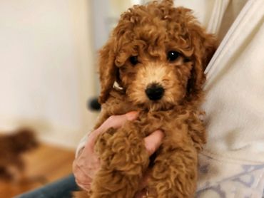 Healthy Miniature Goldendoodle Puppy held
