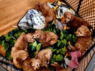 Litter of F1b Miniature Goldendoodle Puppies