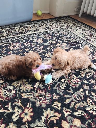 Two f1b mini Goldendoodle puppies wrestling over a cat toy they found. Puppies for sale.