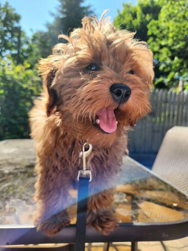This is a Red colored F1b micro mini Goldendoodle puppy at about 5 months old.