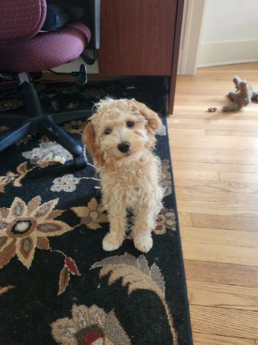 Micro mini Goldendoodle puppy for sale. This is a previous puppy full grown she is about 15 lbs