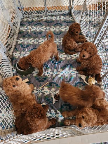 Dark Red Miniature Goldendoodle Litter of Puppies