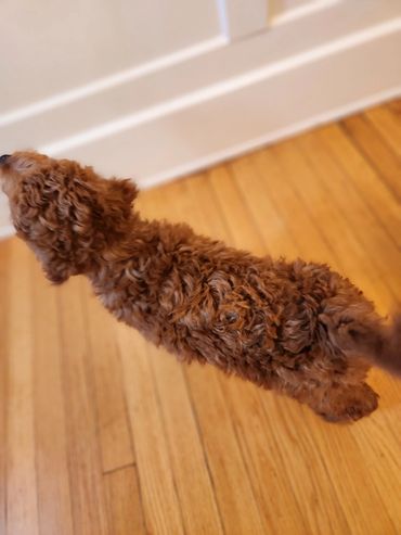 Curly Miniature Goldendoodle Red Fur