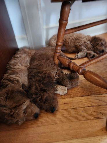 F1b Miniature Goldendoodle Puppies