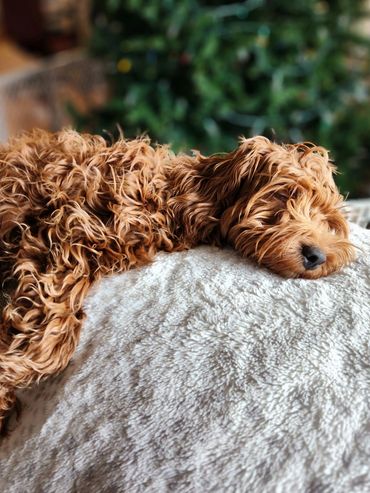 Sleeping Miniature Goldendoodle f1b