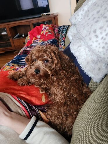 Wavy Hair f1b Miniature Goldendoodle