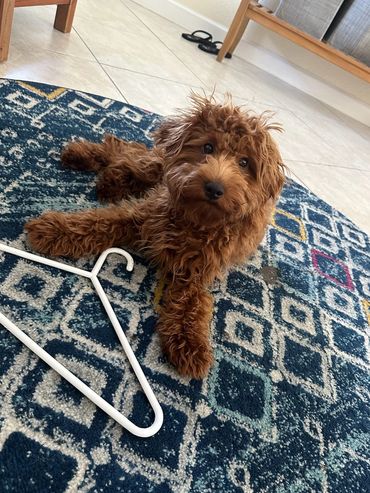 f1b miniature goldendoodle puppy