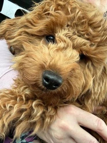 1 Year Old Miniature Goldendoodle Size