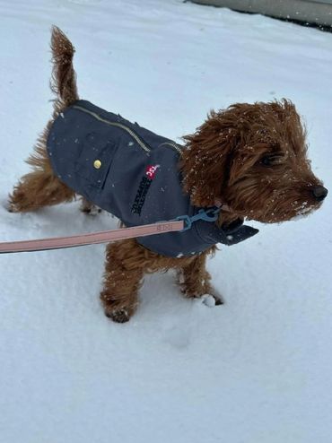 Miniature Goldendoodle with Jacket on