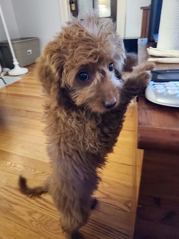 Micro Goldendoodle size 8 weeks