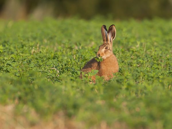A brown hare sitting in a green field, alert and attentive.