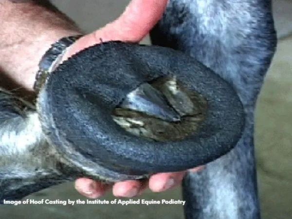 Image of Hoof Casting from the Institute of Applied Equine Podiatry
