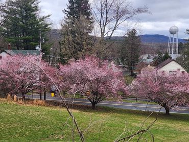 Pink flowering trees line a roadside with houses and mountains in the background.