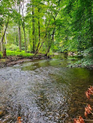 A serene forest stream surrounded by lush green trees.