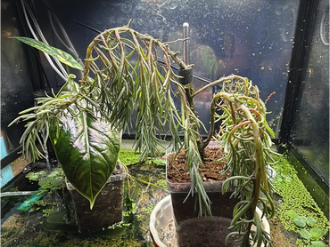 Wilting potted plants under a grow light in a moist terrarium.