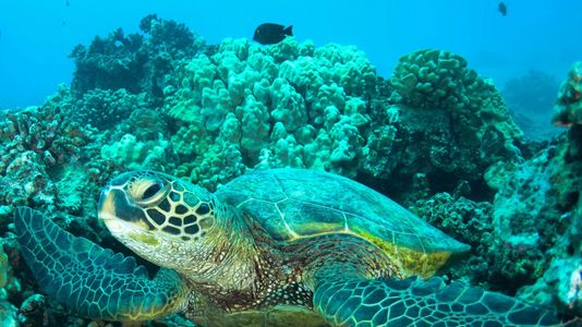 eco sustainable, mare, tartaruga, corallo