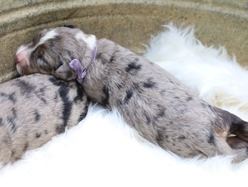 Newborn puppies sleeping together.
