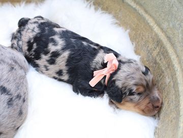 Mocha from our “Sweet & Speckled” Bernedoodle litter 2026