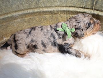Oreo from our “Sweet & Speckled” Bernedoodle Litter 2026