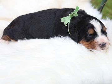 Clover from our “The Late Summer Harvest” Litter 2026