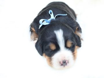 Barley from our “The Late Summer Harvest” litter 2026