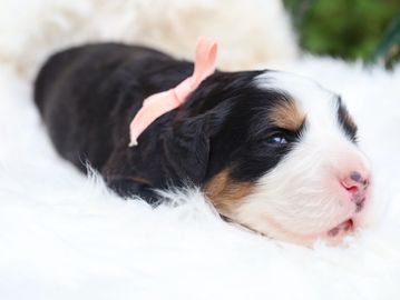 Honey from our “The Late Summer Harvest” litter 2026