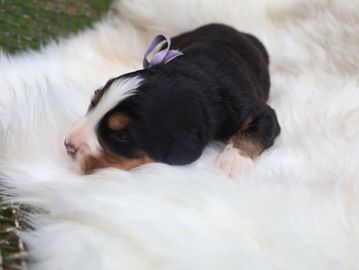 Hazel from our “The Late Summer Harvest” litter 2026