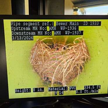 Roots growing inside a pipeline.
