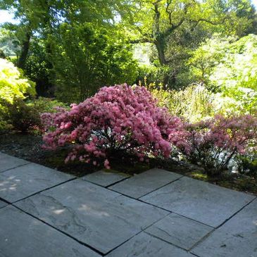 Patio and shrubs tidied up
