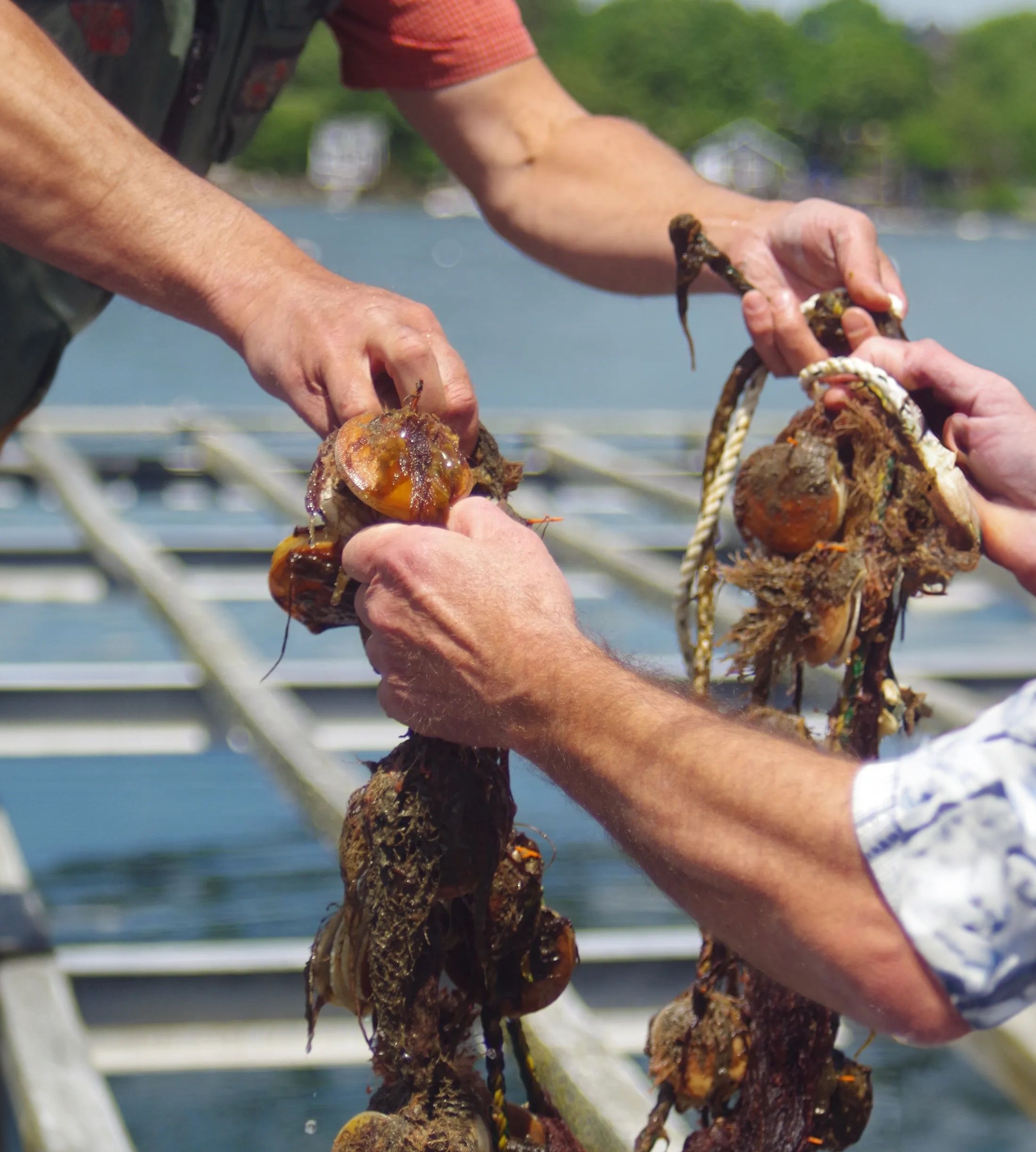 Two sets of hands passing off a rope that scallops are growing on, with water in the background