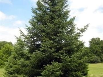 balsam fir tree