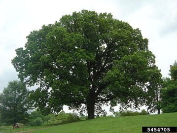 bur oak tree