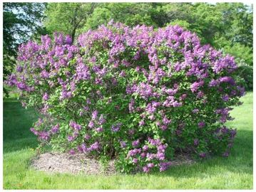 common lilac