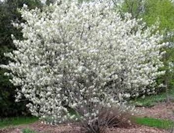 Juneberry / serviceberry