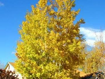 quaking aspen in fall. yellow leave color