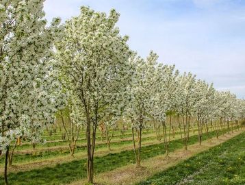 siberian crabapple tree