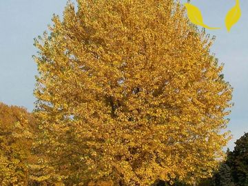 silver maple in fall color