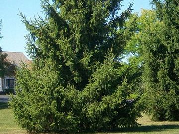 norway spruce tree
