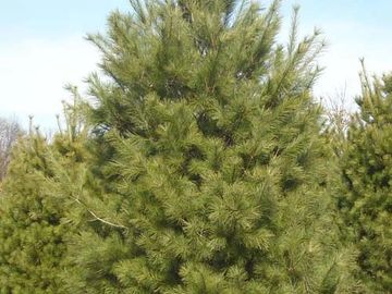 white pine tree