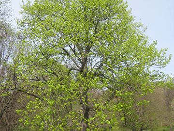 american linden tree in early spring