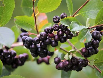 black chokeberry (while in fruit)