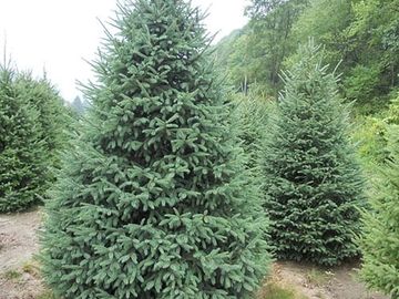 black hills spruce tree