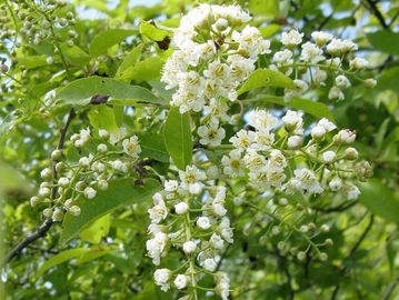 chokecherry (while flowering)