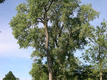 eastern cottonwood tree