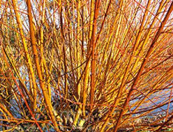 golden willow tree in winter