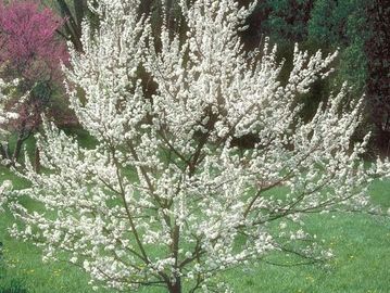 american plum tree