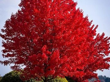 Red maple in fall color