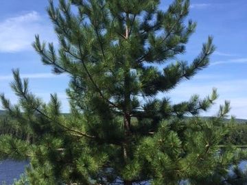 red pine tree
