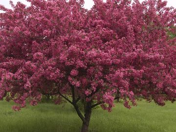 red splendor crabapple tree